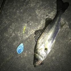 メバルいました