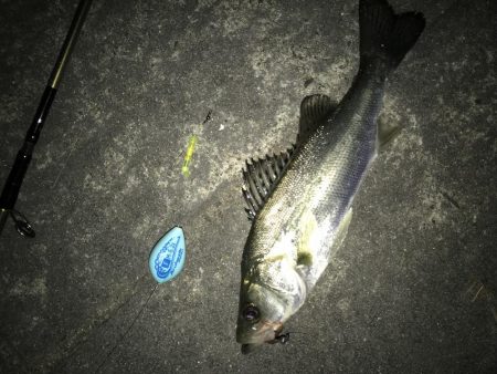 メバルいました