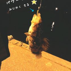 メバルくんを求めて…★