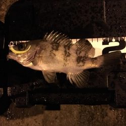 アジは何処に？