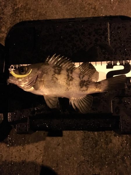 アジは何処に？