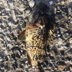 シーバスゲーム