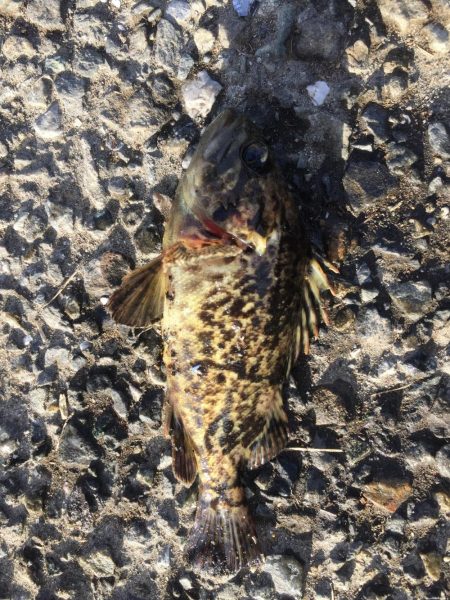 シーバスゲーム