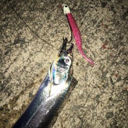 これがフラップ釣法の独壇場！！