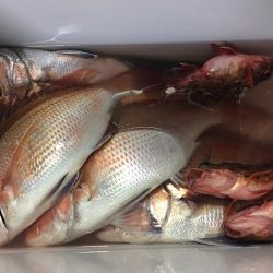 鯛、アジ、ガシラ