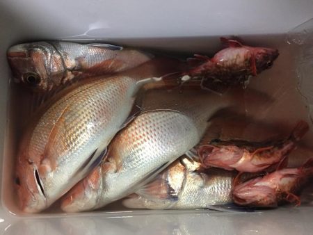 鯛、アジ、ガシラ