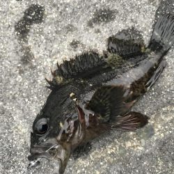 五目釣り達成？