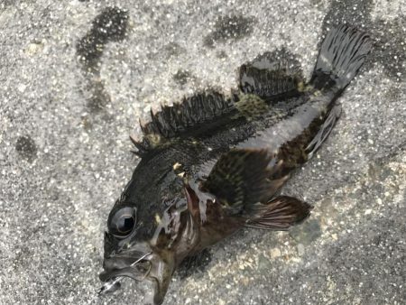 五目釣り達成？