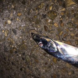 まさかのタッチー！