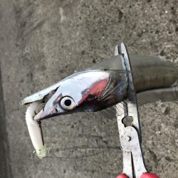 がっつり丸呑み！これがエサルアー！！