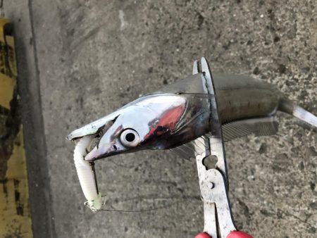 がっつり丸呑み！これがエサルアー！！