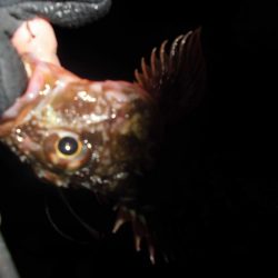 尺黒ソイ獲ったどぉ!