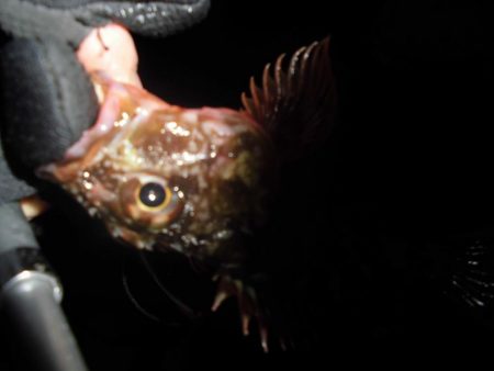 尺黒ソイ獲ったどぉ!