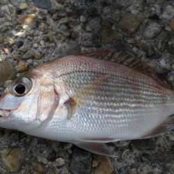 今日は、族でチョイ投げ