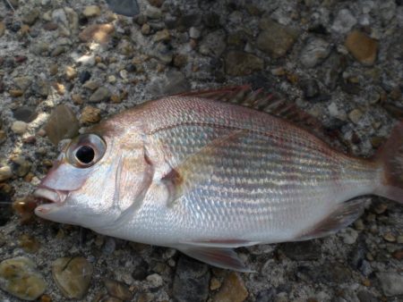 今日は、族でチョイ投げ