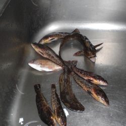 アイナメつれる