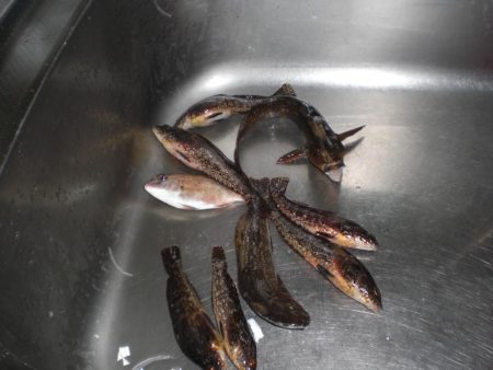 アイナメつれる