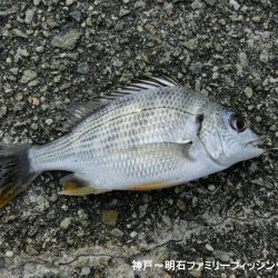 小物釣りで何とか5目