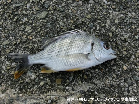 小物釣りで何とか5目