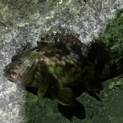 小イワシ泳がせ