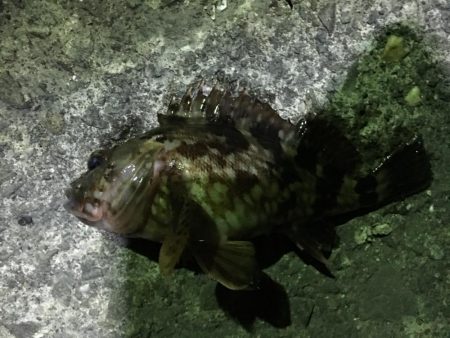 小イワシ泳がせ