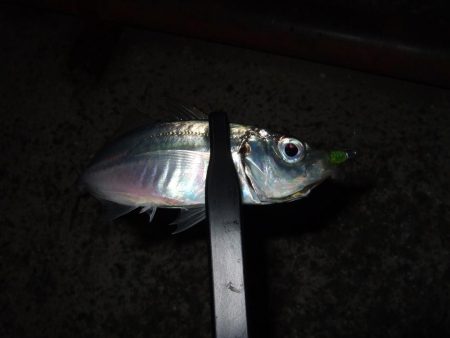 タチウオの活性高し！？