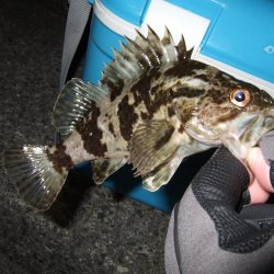 アジングのはずが・・・