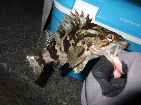 アジングのはずが・・・