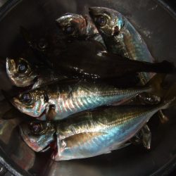 大荒れのアジングでまさかの魚が