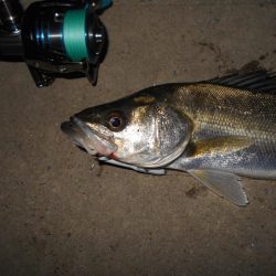 バイブで攻略(淀川シーバス釣行)。