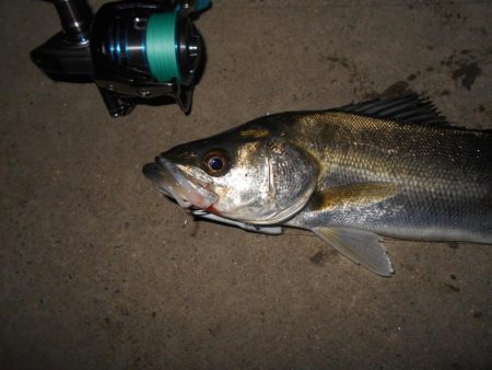 バイブで攻略(淀川シーバス釣行)。