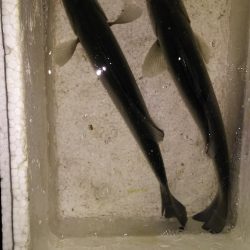 ちょい投げでハゼ釣り