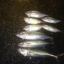 アジング&ワインド&ショアジギング