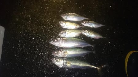 アジング&ワインド&ショア…