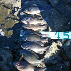 潮岬でグレ釣り