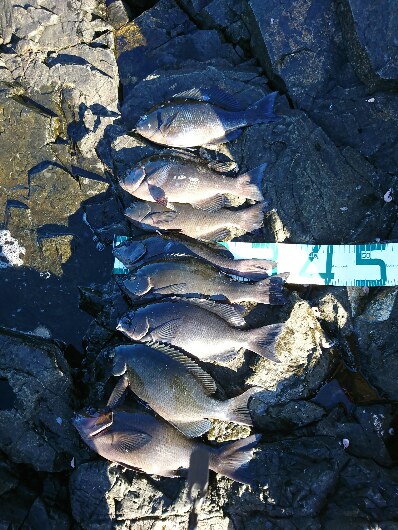 潮岬でグレ釣り