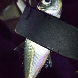 スローアジング