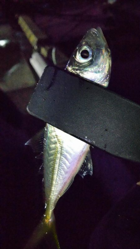 スローアジング