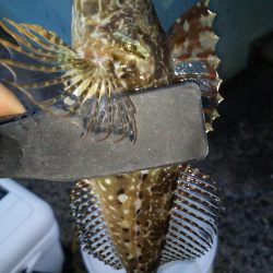 激渋アジング調査