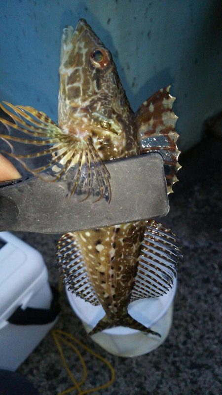 激渋アジング調査