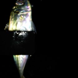 スーパームーンアジング