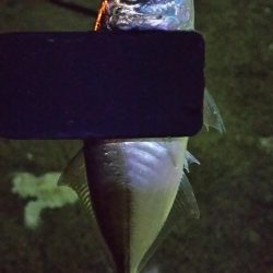 極寒強風アジング