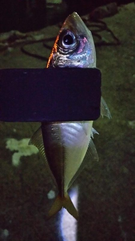 極寒強風アジング