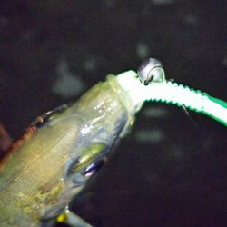 まだまだなんとかアジング