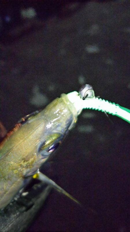 まだまだなんとかアジング