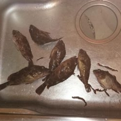 根魚が食べたくて