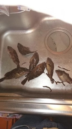 根魚が食べたくて