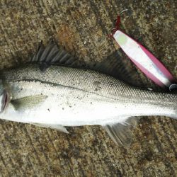 ショアジギング　福岡のカンパリオススメ釣果情報！2017年12月