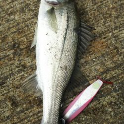 シーバス調査~苅田港