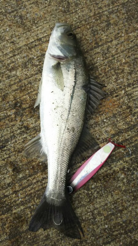 シーバス調査～苅田港